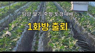 [생생뿌리] 담양 딸기 죽향 토경재배 – 정식이 늦었지만 속도를 올려봅니다!! (2탄) 1화방 출뢰도 시작했습니다