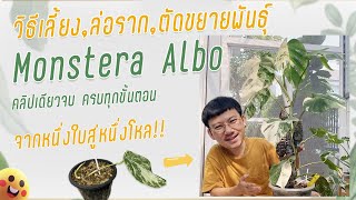 แนะนำวิธีปลูก ตัดขยายพันธุ์ ล่อราก Monstera Borsigiana Albo สำหรับมือใหม่ คลิปเดียวจบ ทุกขั้นตอน!