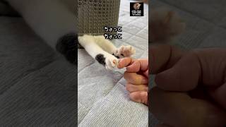 先生の  その爪意外と  とれるんか？　#cat #子猫 #猫のいる暮らし #猫との生活 #保護猫 #cute #かわいい猫 #kitty #肉球 #はちわれ #猫ミーム　Paravo ずんだもん