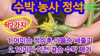 수박 농사 정석 이대로 따라하기! 텃밭농사 힐링 타임 👍 💕