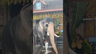 Guruvayur Balram | ഗുരുവായൂർ ദേവസ്വം ബലറാം | KeralaElephant #indianelephant #shorts  #shortsfeed