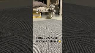 #18歳おじいちゃん猫#ねこ動画#猫のいる暮らし#老猫#猫#猫動画#ねこ#猫#高齢猫#サバトラ猫