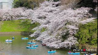 千鳥ヶ淵　東京　Chidorigafuchi Tokyo Japan 4K