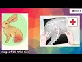 8 signs that tell your rabbit is in pain binkybunny