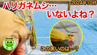 おたま日記266カマキリのお尻を水につけてみたら・・・。猫とカエルと家庭菜園がある生活（10月20日-27日）