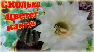 Сколько  цветет кактус ?  Очень красивый цветок. How many blooms cactus