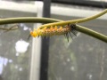 Vidéo de mue de chenille papillon Heliconius