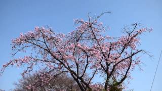 千葉県【野田市の桜】 　清水公園のオオカンザクラ　（Ｈ27.3.22）