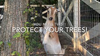 WHAT EVERY GOAT OWNER NEEDS!! | How to Protect Your Trees From Goats