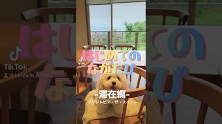 はじめてのながたび-滞在編-#shorts #犬 #犬と旅行 #犬のいる暮らし #関西 #いぬやど