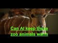 Tech Video News : Can AI keep these zoo animals warm?