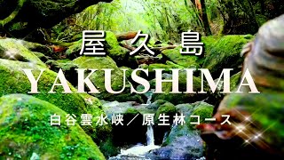 ［屋久島登山］白谷雲水峡原生林コース　屋久島の苔が深い緑の森をトレッキングするガイドツアー