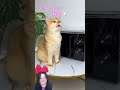 KUCING KITTY MASAK UNTUK KAKAK ⁉️ #shorts #funny #dubbing