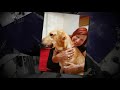 celebrate international guide dog day 2011 with the rsb