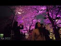 4k akasaka sakura namiki night walk tokyo midtown with beautiful cherry blossoms at night