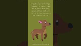 Deer Facts Shorts