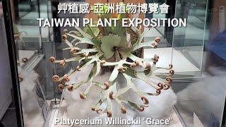 艸植感-亞洲植物博覽會(鹿角蕨篇)，TAIWAN PLANT EXPOSITION(Platycerium)