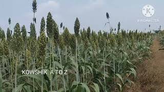 బ్యూటిఫుల్ జొన్న పొలం 3 నెలలు తర్వాత 👌🌾🌾నచ్చితే చిన్న లైక్ చేయండి ఫ్రెండ్స్ 🙏