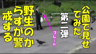 【カラス撃退】ホントに撃退出来るのか?リアルに検証してみた【カラス駆除】【Crow measures】