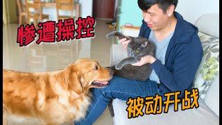 主人操控猫咪狂揍金毛，金毛会哭吗？