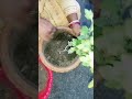 আমার অযত্নে পরে থাকা কিছু চন্দ্রমললিকা গাছ trending plants gardening