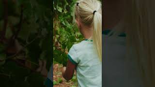 She loves seeing the vineyards come to life (Harvest Highlights Episode 4)