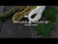 ENGLISH IVY | HOW to NATURAL DYE at HOME using Hedera Helix | Casa Caribe | Botanical colours