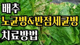 배추잎이 왜 이럴까요?(#배추노균병,#배추노균병치료,#배추노균병약,#김장배추노균병,#배추노균병방제,#가을배추병충해,#배추반점세균병,#김장배추반점세균병,#배추반점세균병방제)