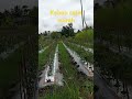 #semangatberkebunkarenaberkebunsangatmenyengkan #Cabe merah sudah berbuah