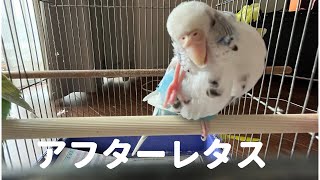 【レタスを食べたら】セキセイインコ一家  #vlog #セキセイインコ