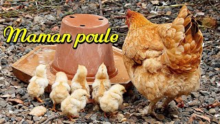 Maman poule 1. Poule pondeuse rousse et ses poussins qui évoluent.