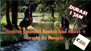 Masteran Konin full isian mewah plus teraphy air mengalir