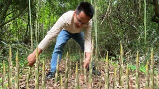 【农人旺旺】野笋一天比一天长得多，满竹林笋子多到拔不完，这样拔笋太过瘾了