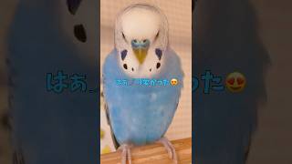 かわいいね💕お喋りうみくん🕊️💙