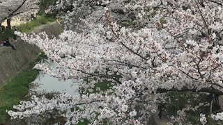 【おうちお花見】神戸須磨浦公園・敦盛桜～山陽電鉄本線須磨浦公園駅～2019蔵出し映像