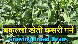 बकुल्लो खेती कसरी गर्ने । Broad Beans Farming in Nepal