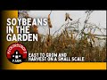 Soybeans In The Garden | How To Grow and Harvest On A Small Scale