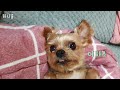 아침에 일어나면 발라당하고 반겨주는 강아지 요크셔테리어 요키 yorkshireterrier yorkie 강아지일상