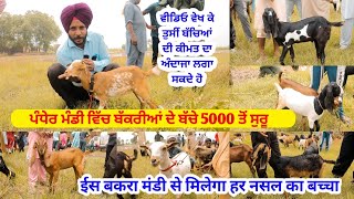 ਪੰਧੇਰ ਮੰਡੀ ਵਿੱਚ ਬੱਚਿਆਂ ਦੀ ਕੀਮਤ - Goat kids price - Pandher Bakra Mandi @iltilanadhuri