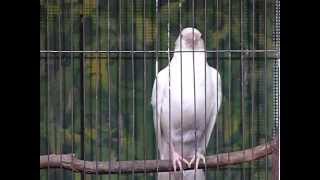 白いカラス。アルビノ。White crow. Albino.