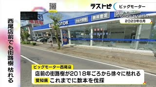 2018年頃から徐々に…ビッグモーター西尾店前の県道の街路樹も枯れる 愛知県知事「必要に応じ土壌調査も」