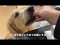 預かり中の保護犬が感染症を患っていました