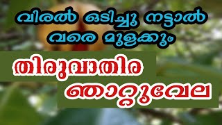 തിരുവാതിര ഞാറ്റുവേല | കൃഷിക്കാർ അറിഞ്ഞിരിക്കേണ്ടത് | Thiruvathira njattuvela|Krishi|