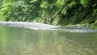 淙淙流水quiet bubbling riversounds #nature #川の音 #水の音 #peace #zen #riversounds