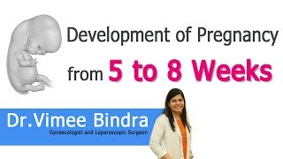 Hi9 | Development of Pregnancy from 5 to 8 Weeks | Dr.Vimee Bindra | Laparoscopic surgeon