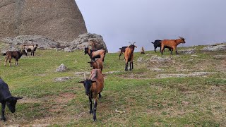 ТАИНСТВЕННАЯ  гора ДЕМЕРДЖИ. Дикие козы в горах. ДОЛИНА ПРИВИДЕНИЙ в Крыму!