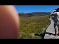 Wombat at Cradle Mountain