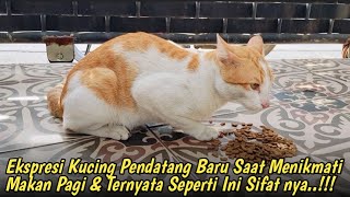 Eksplor Kehidupan Kucing Ep.12!! Ekspresi \u0026 Sifat Kucing Pendatang Baru Itu Saat Makan Pagi!!