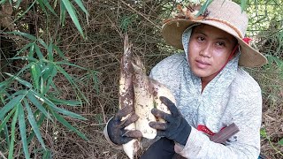 เข้าป่าหาหน่อไม้ไผ่ป่า/ເຂົ້າປ່າຫາໜໍ່ໄມ້ໄຜ່ປ່າ/จ่อยบ่าวลาว