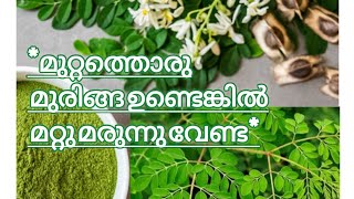 അറിയാതെ പോകരുത് മുരിങ്ങയുടെ ഈ *25* ഗുണങ്ങൾ #Moringa oleifera